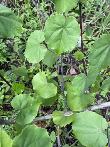 Abutilon indicum