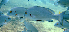 Plectorhinchus schotaf