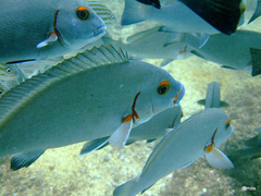 Plectorhinchus schotaf