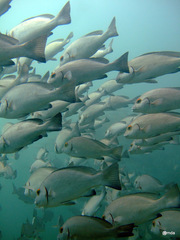 Plectorhinchus schotaf