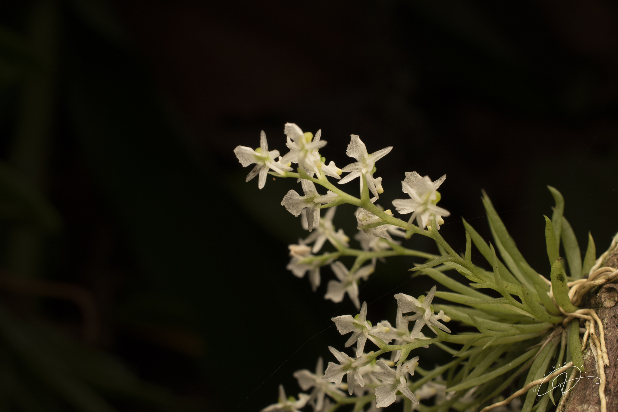 Phymatidium delicatulum
