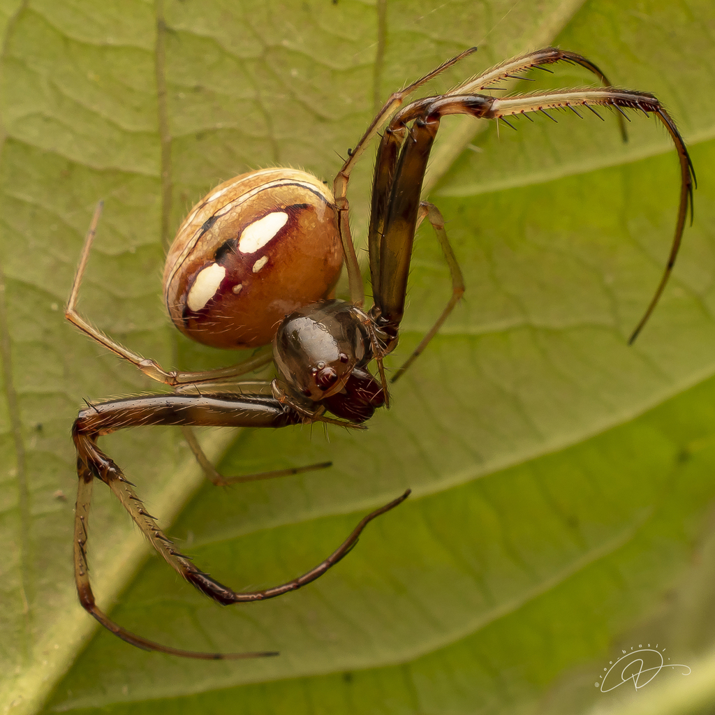 pirate spiders