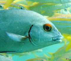 Plectorhinchus schotaf