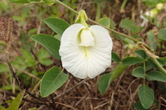 Clitoria ternatea albiflora