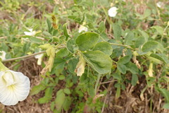 Clitoria ternatea albiflora