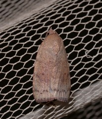 Austrocarea iocephala