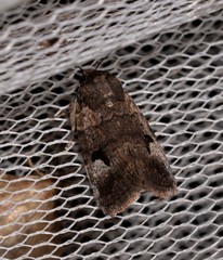 Thoracolopha flexirena