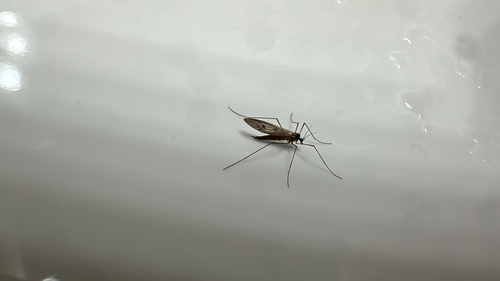 Unknown species found near Crutcher Pike, Richmond, KY, US