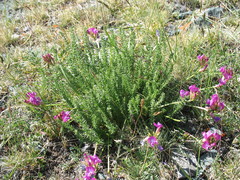 Oxytropis trichophysa