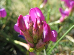 Oxytropis trichophysa