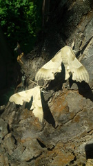 Marumba quercus