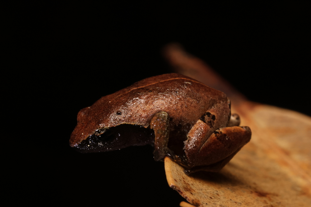 Annandale's Shrub Frog