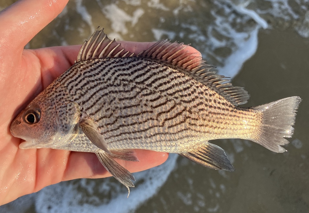 Vermiculated croaker (Ophioscion vermicularis) — Sciaenidae