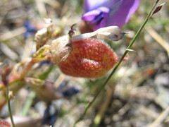 Oxytropis trichophysa