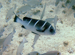 Plectorhinchus playfairi