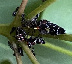 Eurymeloides punctata