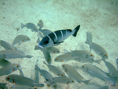 Plectorhinchus playfairi