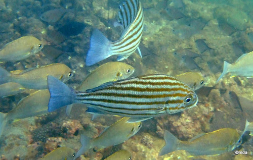 Striped grunter (Pomadasys taeniatus) — Haemulidae