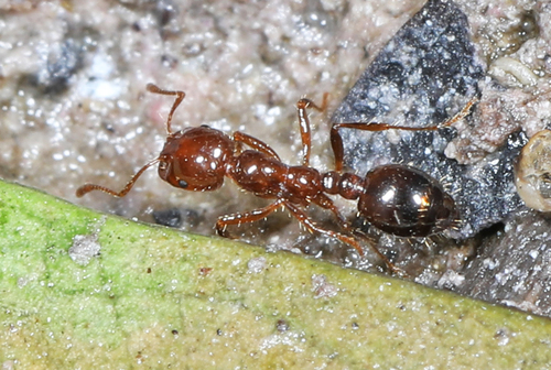 Red Imported Fire Ant photo 3