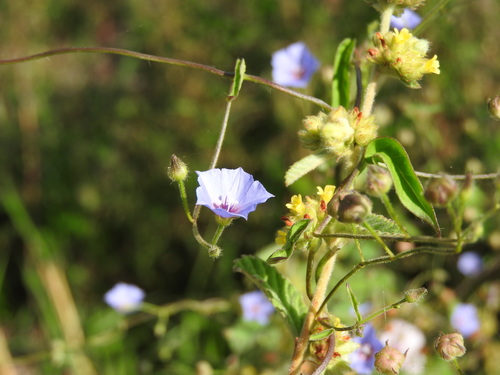 Image of Jacquemontia evolvuloides by (c) Alexis López Hernández, some rights reserved (CC BY)