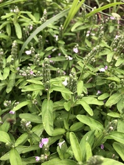 Rostellularia obtusa