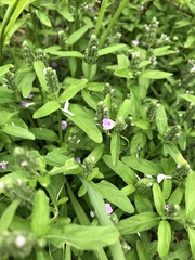 Rostellularia obtusa