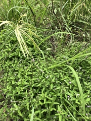 Rostellularia obtusa