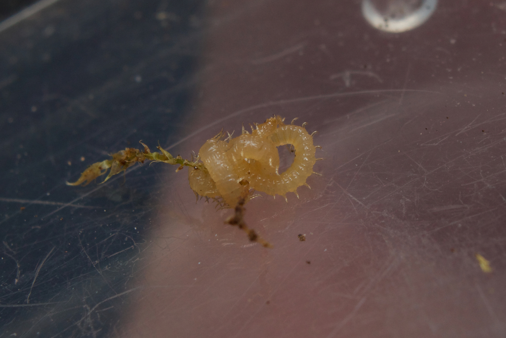 Southern Garden Centipede