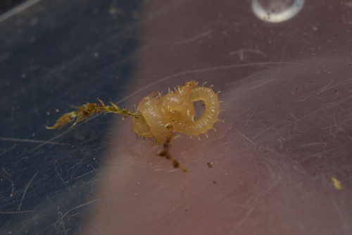 Southern Garden Centipede