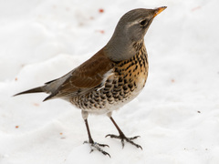 Turdus pilaris