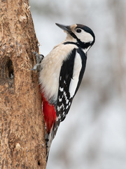 Dendrocopos major