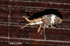 Platyomus elegantulus