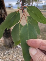 Eucalyptus rudis
