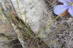 Aristea juncifolia