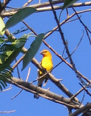 Pheucticus chrysopeplus