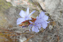 Aristea juncifolia