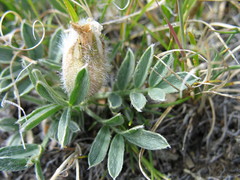 Oxytropis eriocarpa