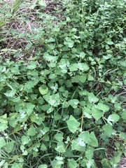 Chenopodium trigonon