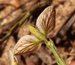 Polygala ericifolia