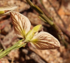 Polygala ericifolia