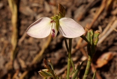 Polygala ericifolia