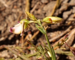Polygala ericifolia