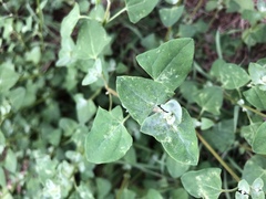 Chenopodium trigonon