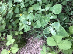 Chenopodium trigonon