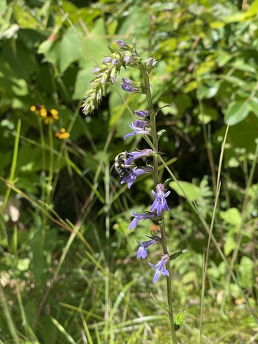 downy lobelia (Lobelia puberula)