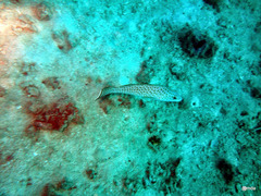 Diagramma melanacrum