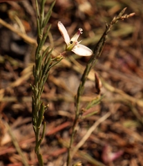 Polygala ericifolia