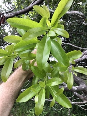 Beilschmiedia obtusifolia