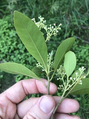 Beilschmiedia obtusifolia