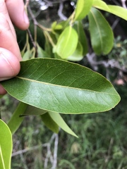 Beilschmiedia obtusifolia